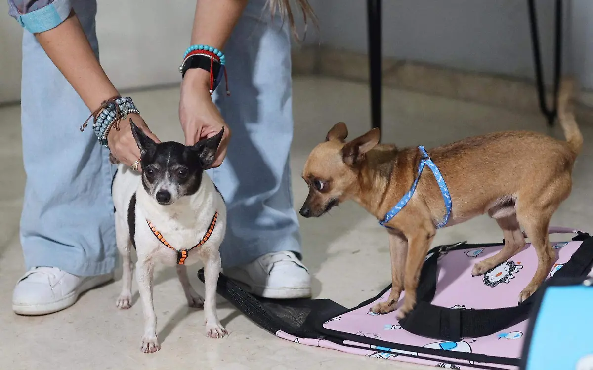 Exhortan a los dueños de mascotas en Tampico a protegerlos del frío y del ruido de los cohetes durante temporada navideña Reuters